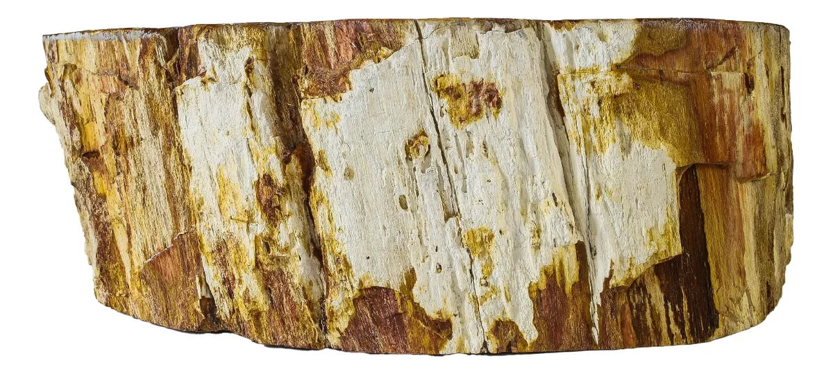 Cuba Madeira Fossilizada Petrificada Pedra Natural Importada